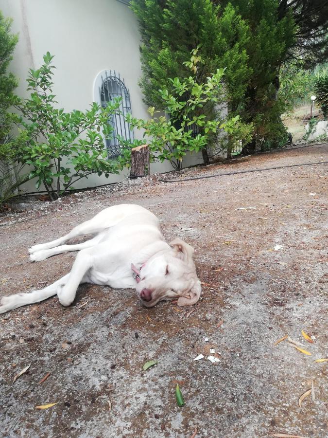 Agia Pelagia Chlomou Olea Home מראה חיצוני תמונה